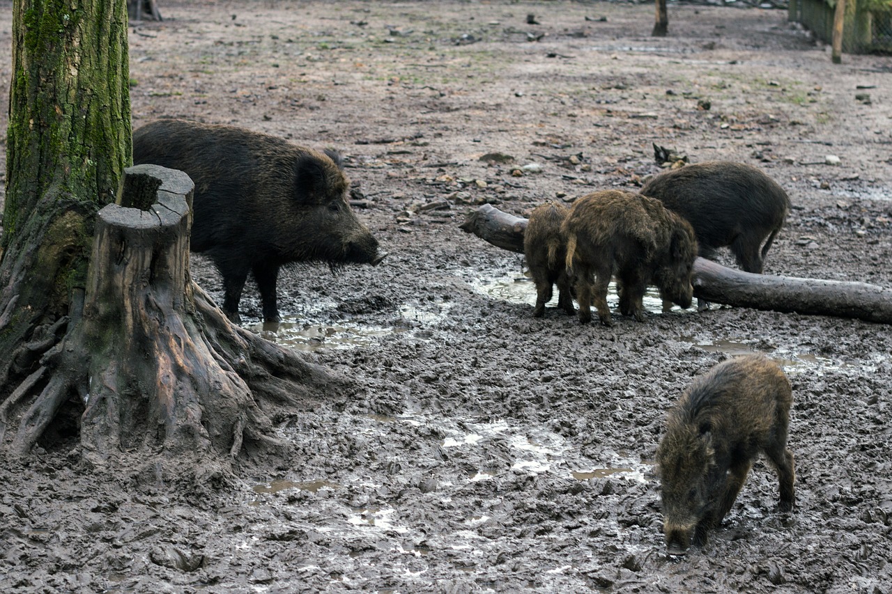 wild wild boars forest free photo