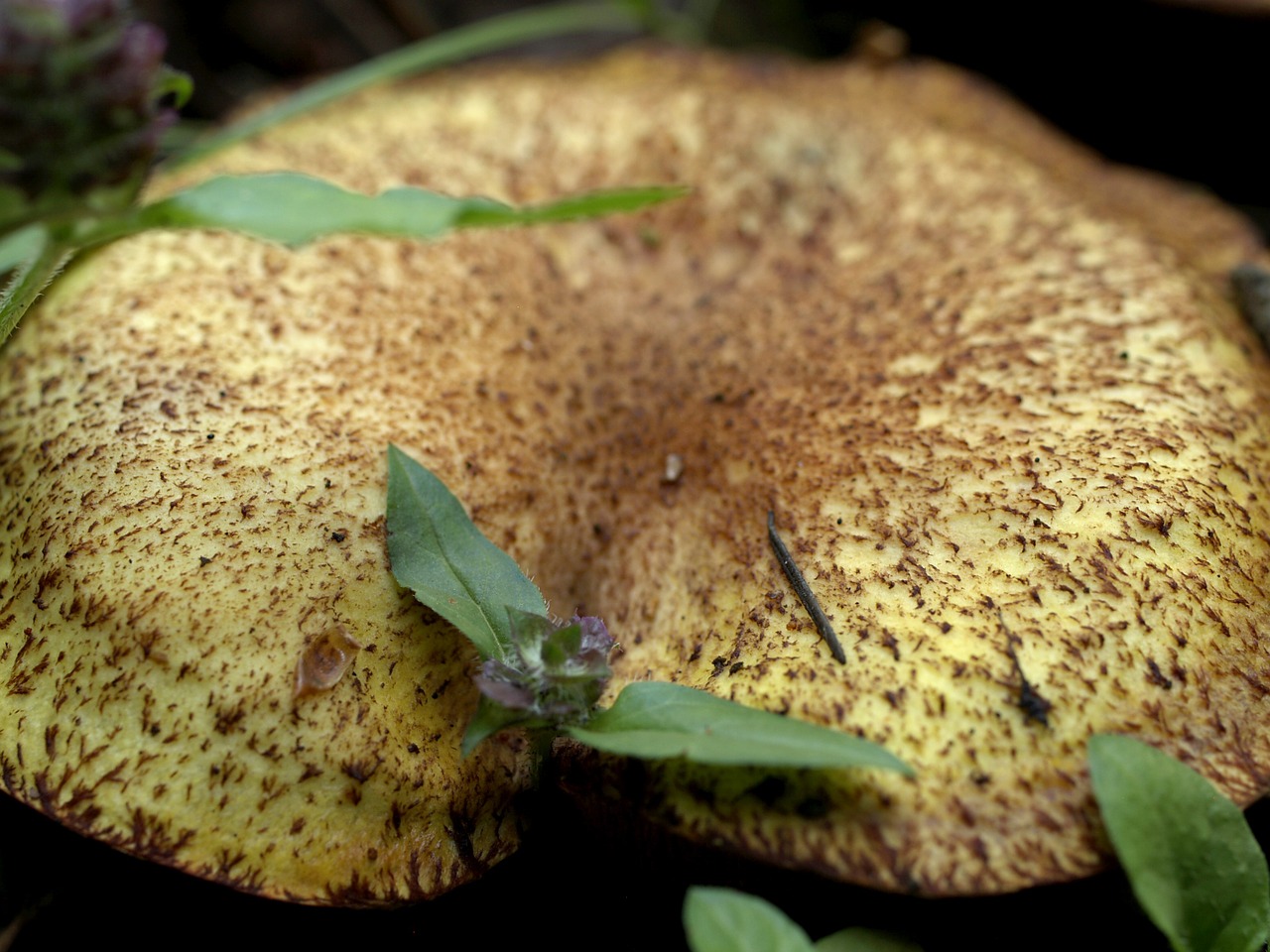 wild mushroom leave free photo