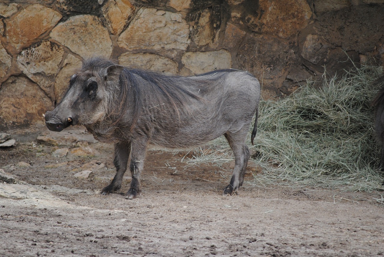 wild warthog wildlife free photo