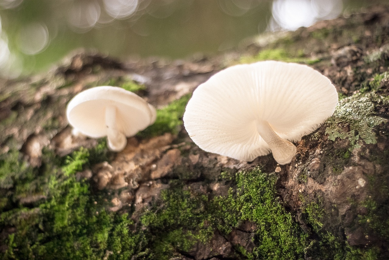 wild mushrooms moss free photo