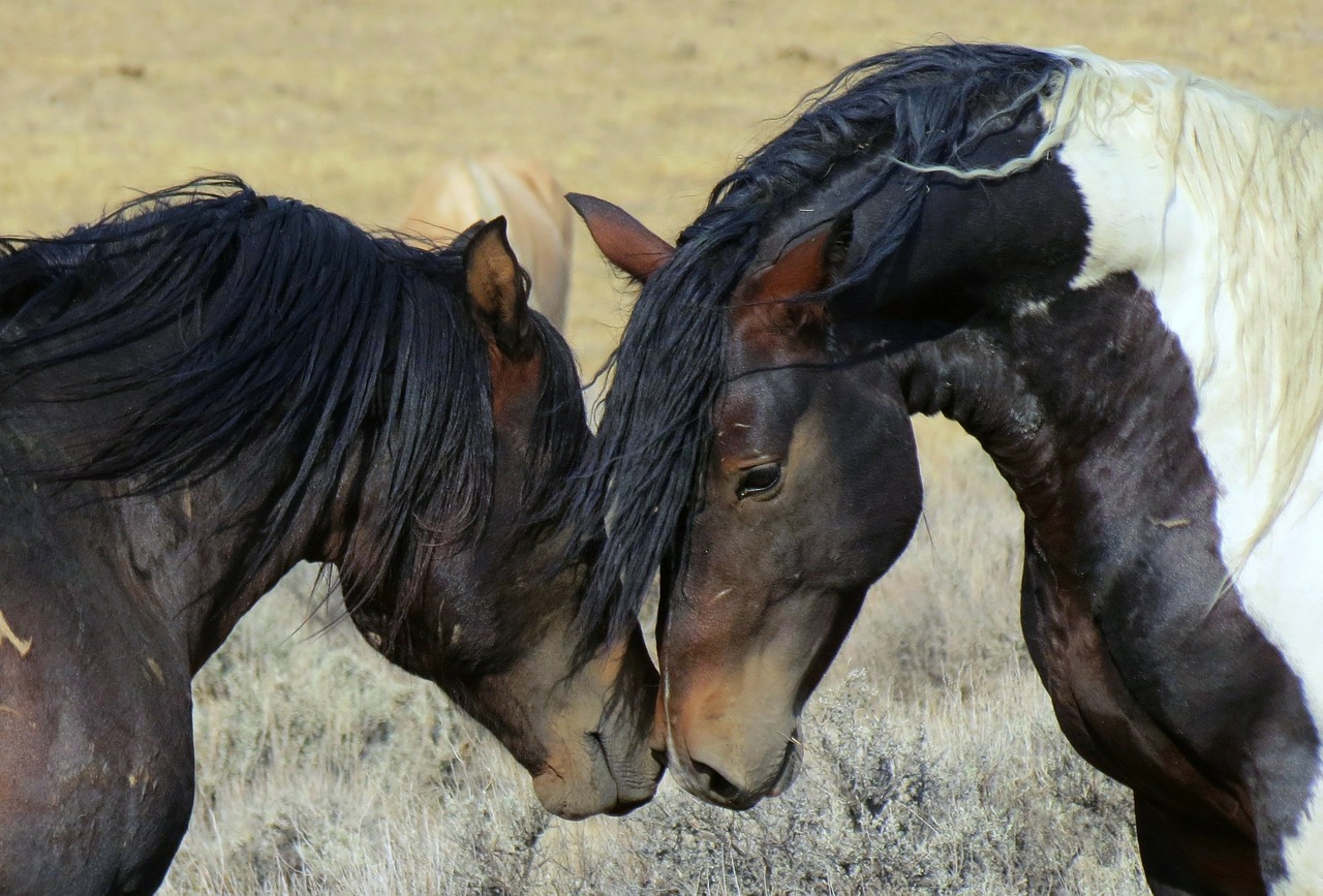 wild horses wyoming free photo