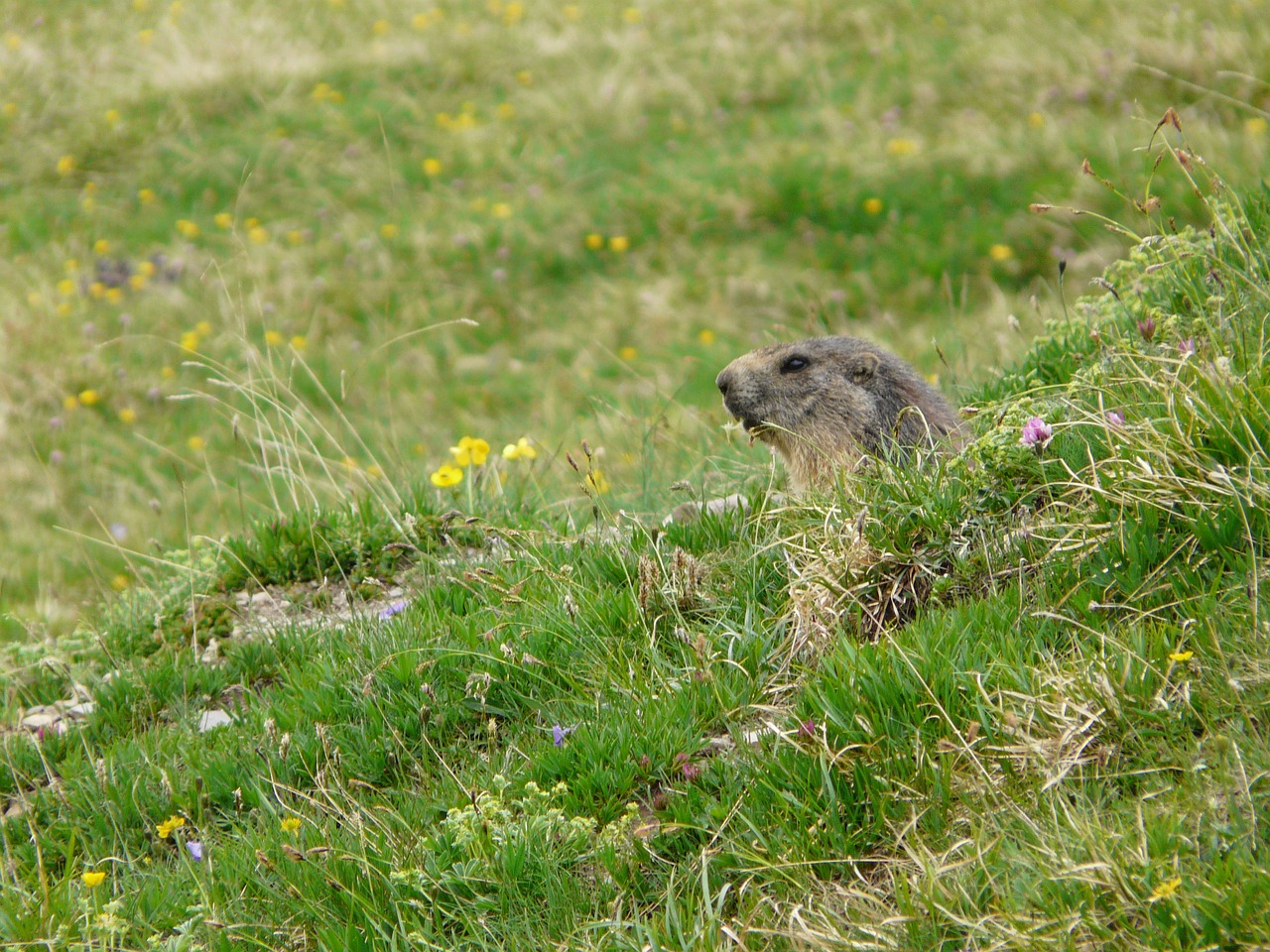 wild mountain marmot free photo