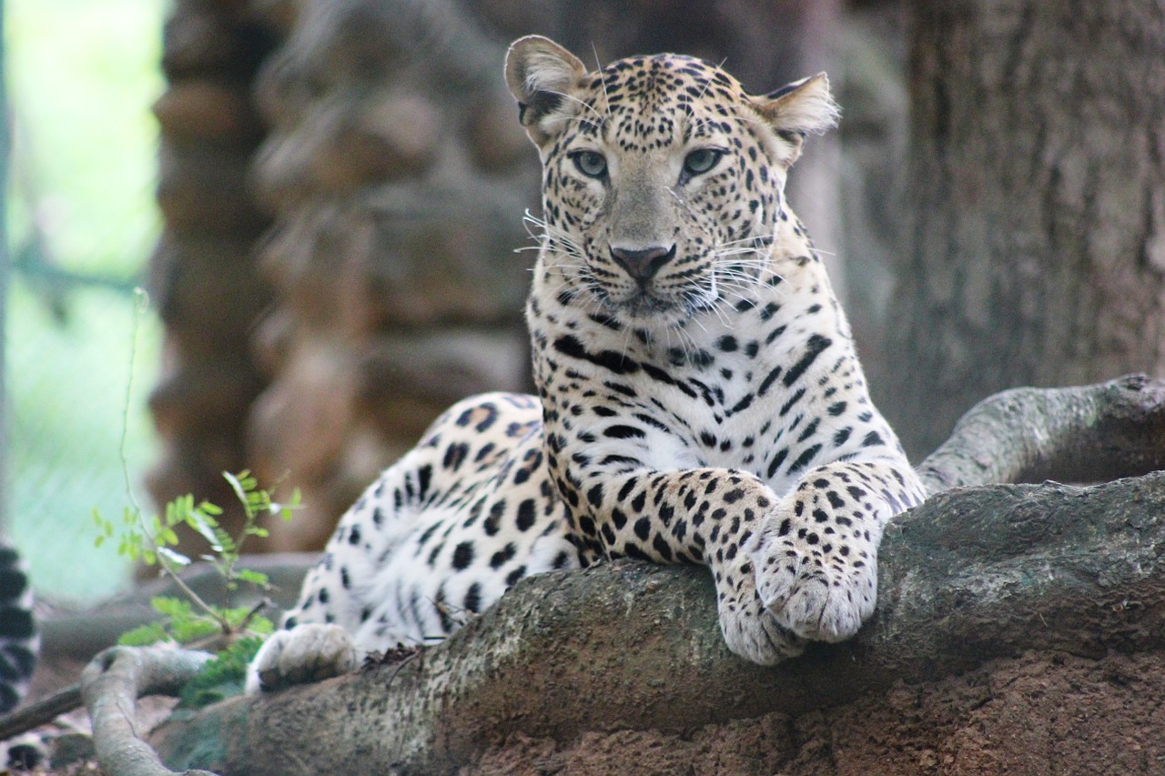 wild wildlife leopard free photo