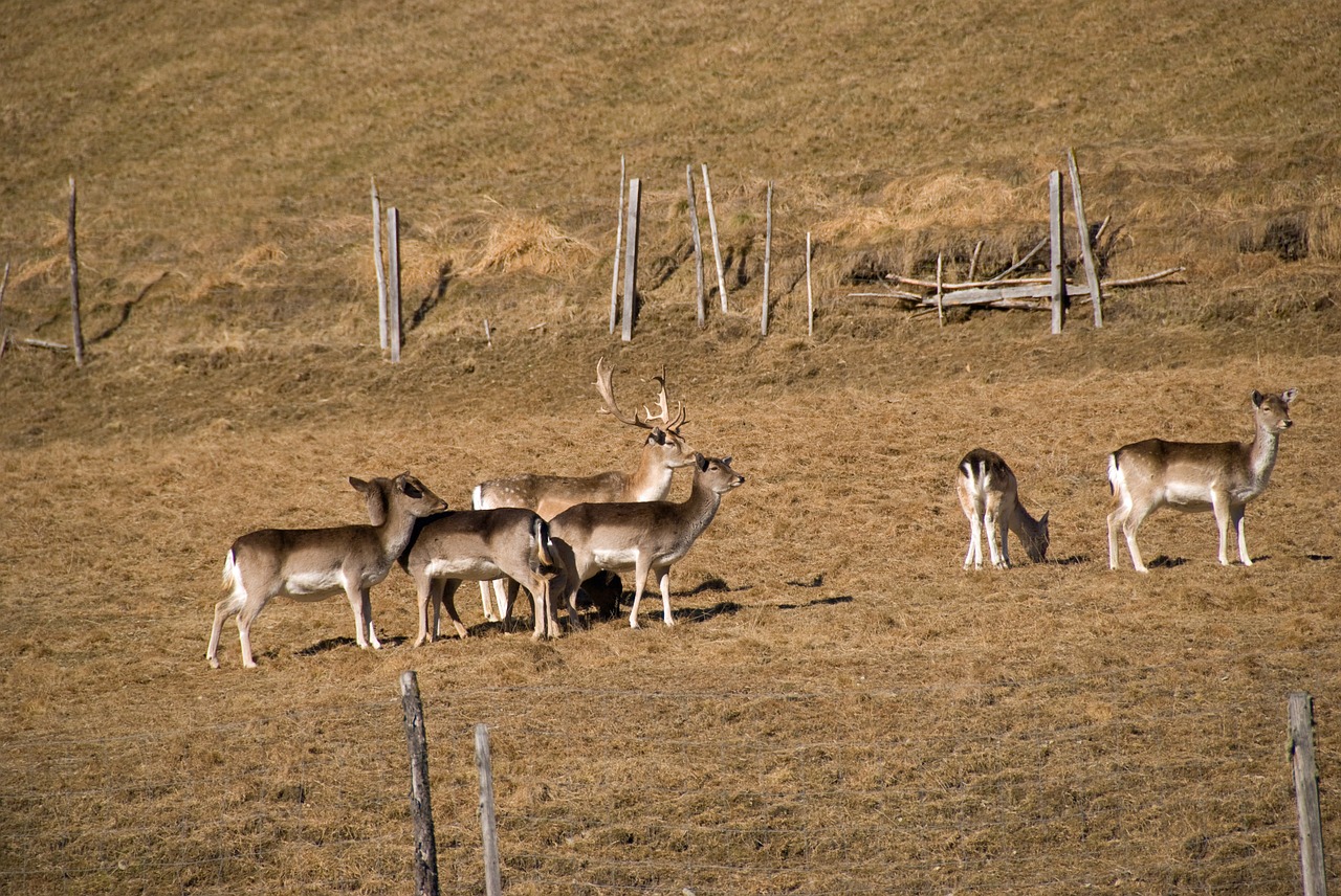 wild fallow deer mammal free photo