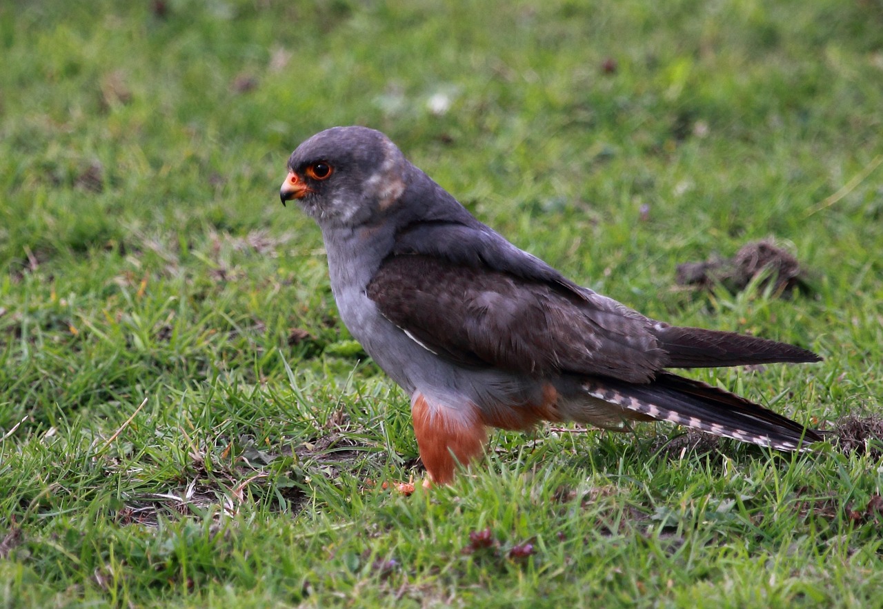 wild bird falcon free photo