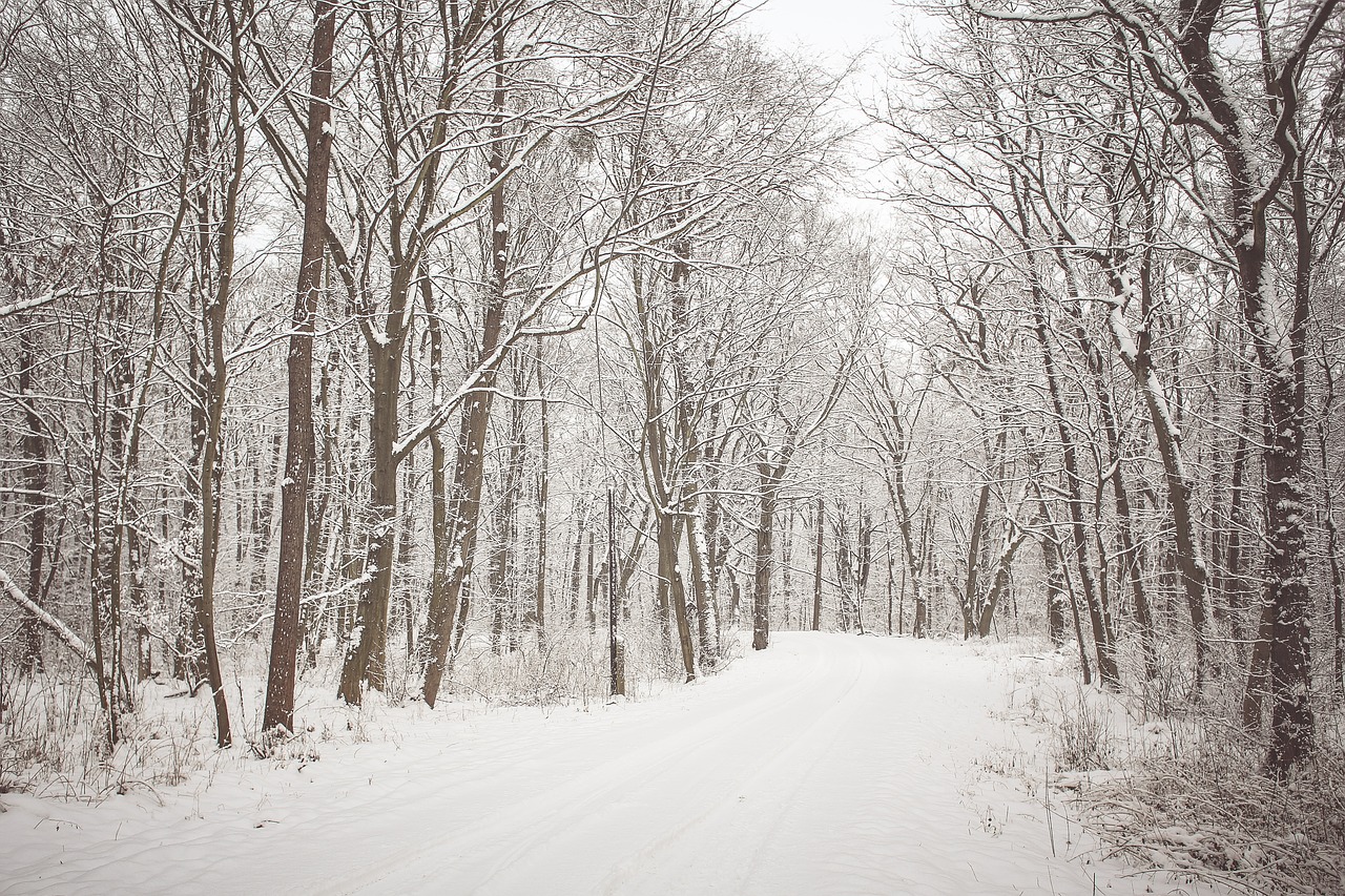 wild forest snow free photo