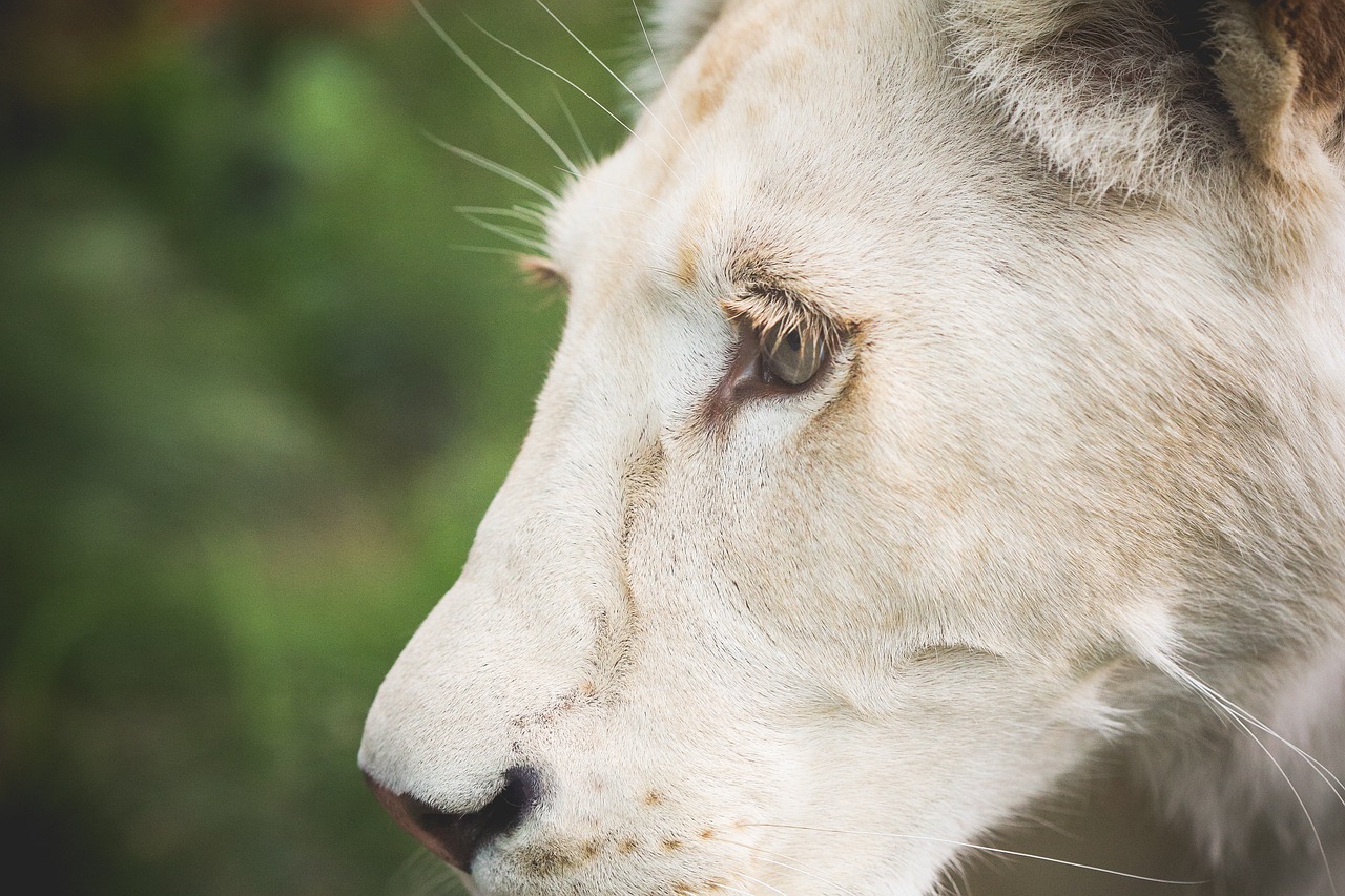 wild lioness animal free photo