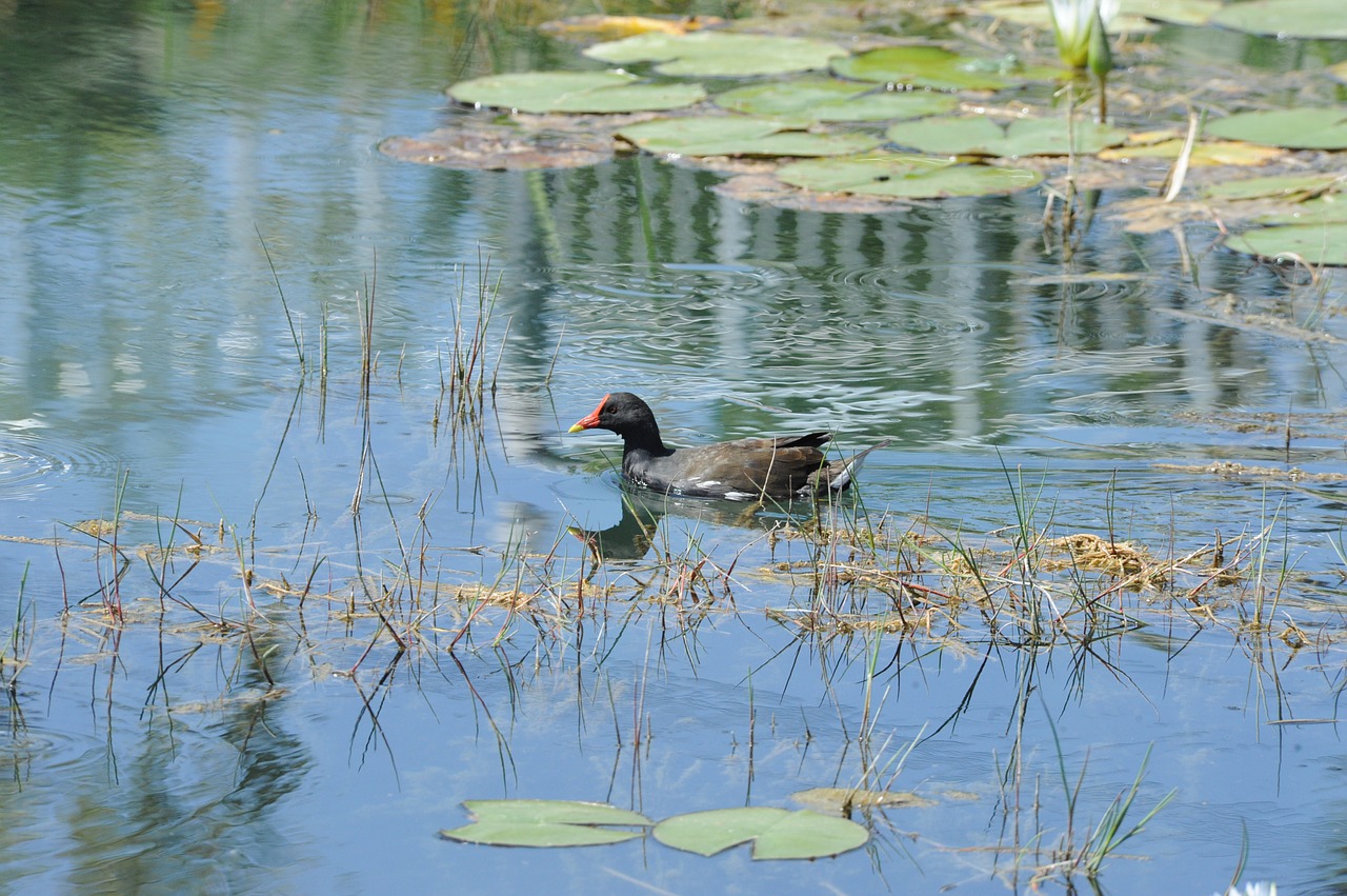 wild bird and lake landscape free photo