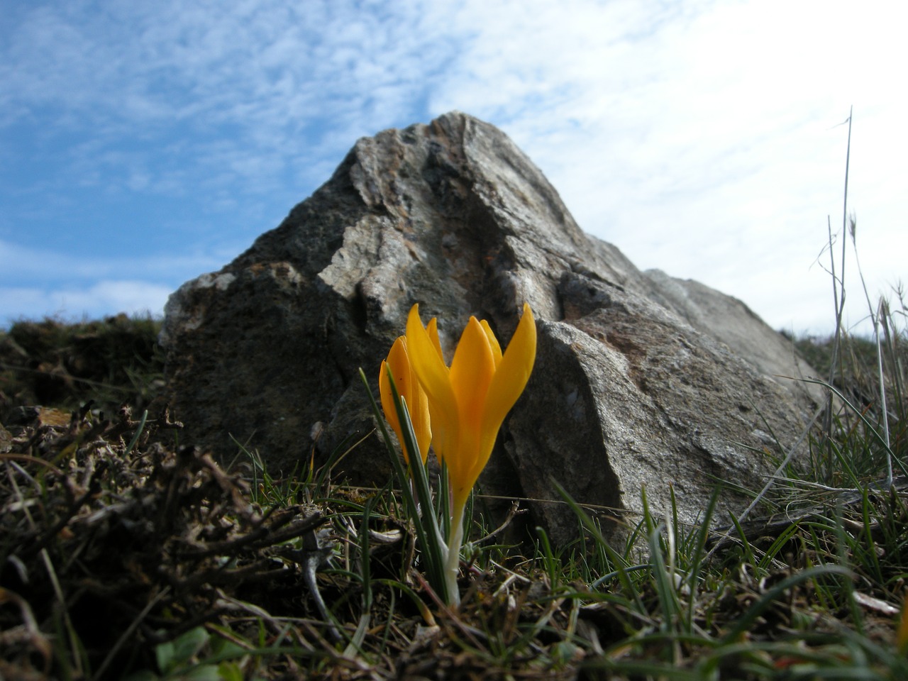 wild crocus yellow free photo