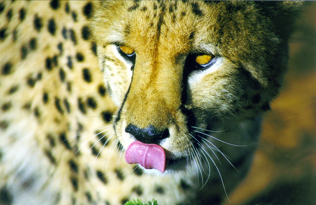Edit free photo of Wild animal,predator,cat,cheetah,eat - needpix.com