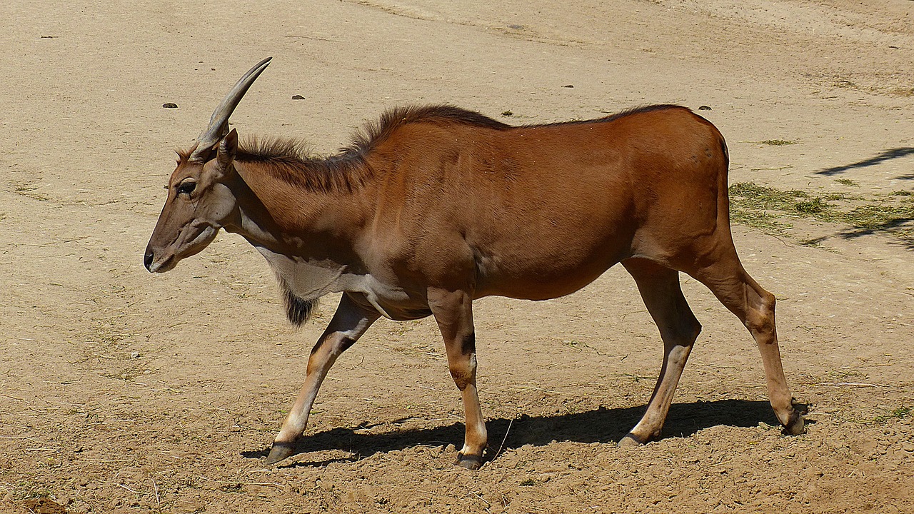 wild animal beef horns free photo