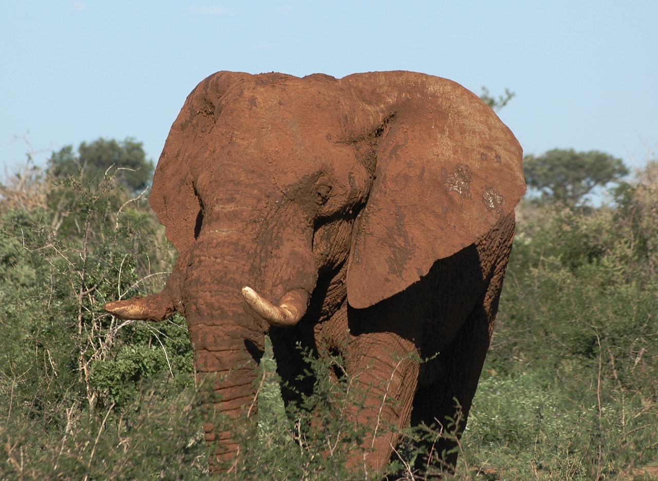 wild animal south africa elephant free photo