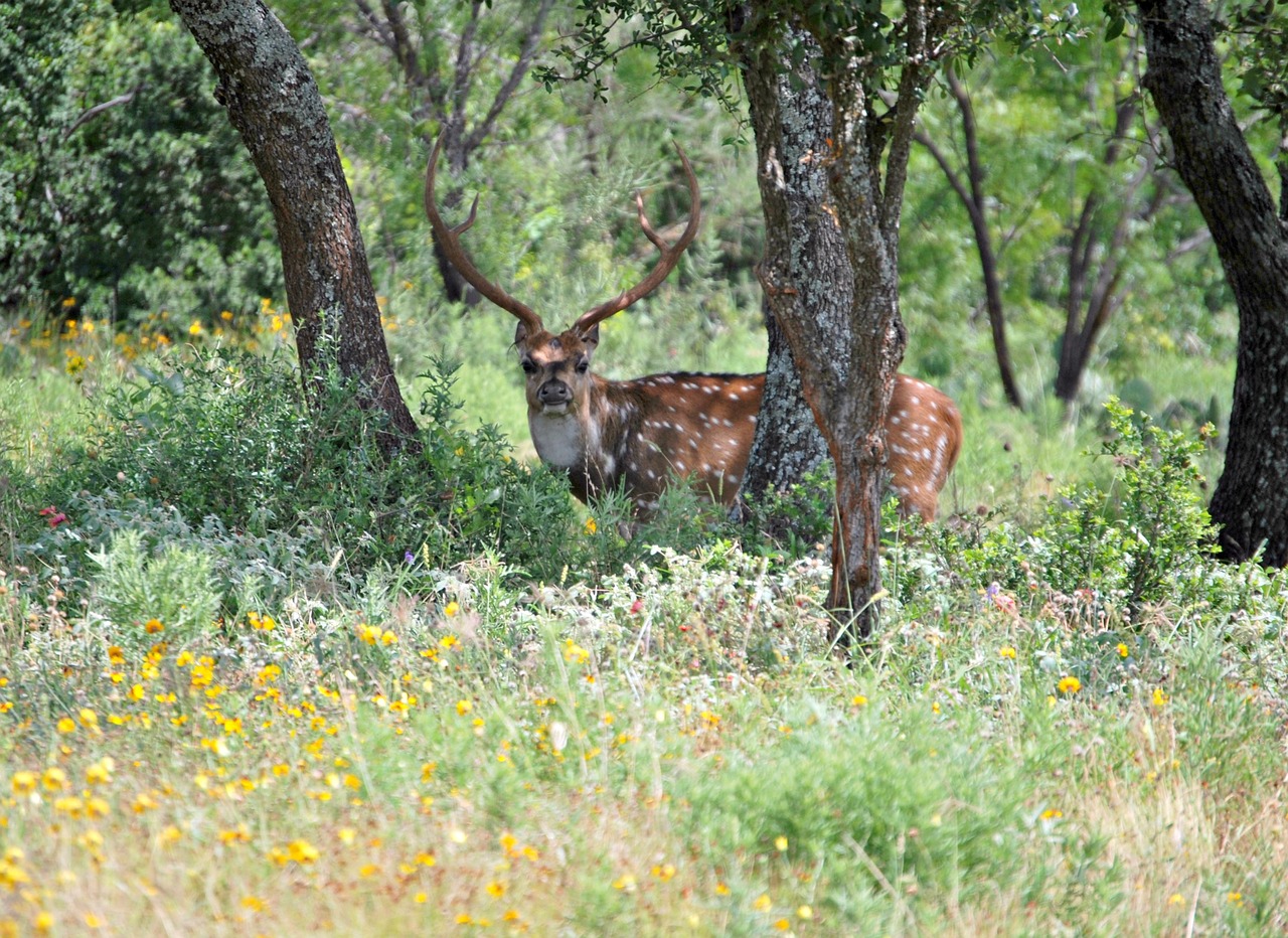 wild animal deer wild free photo