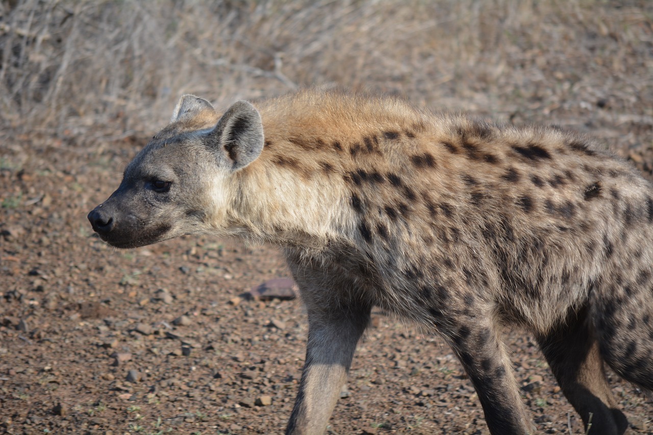 wild animal kruger park south africa free photo