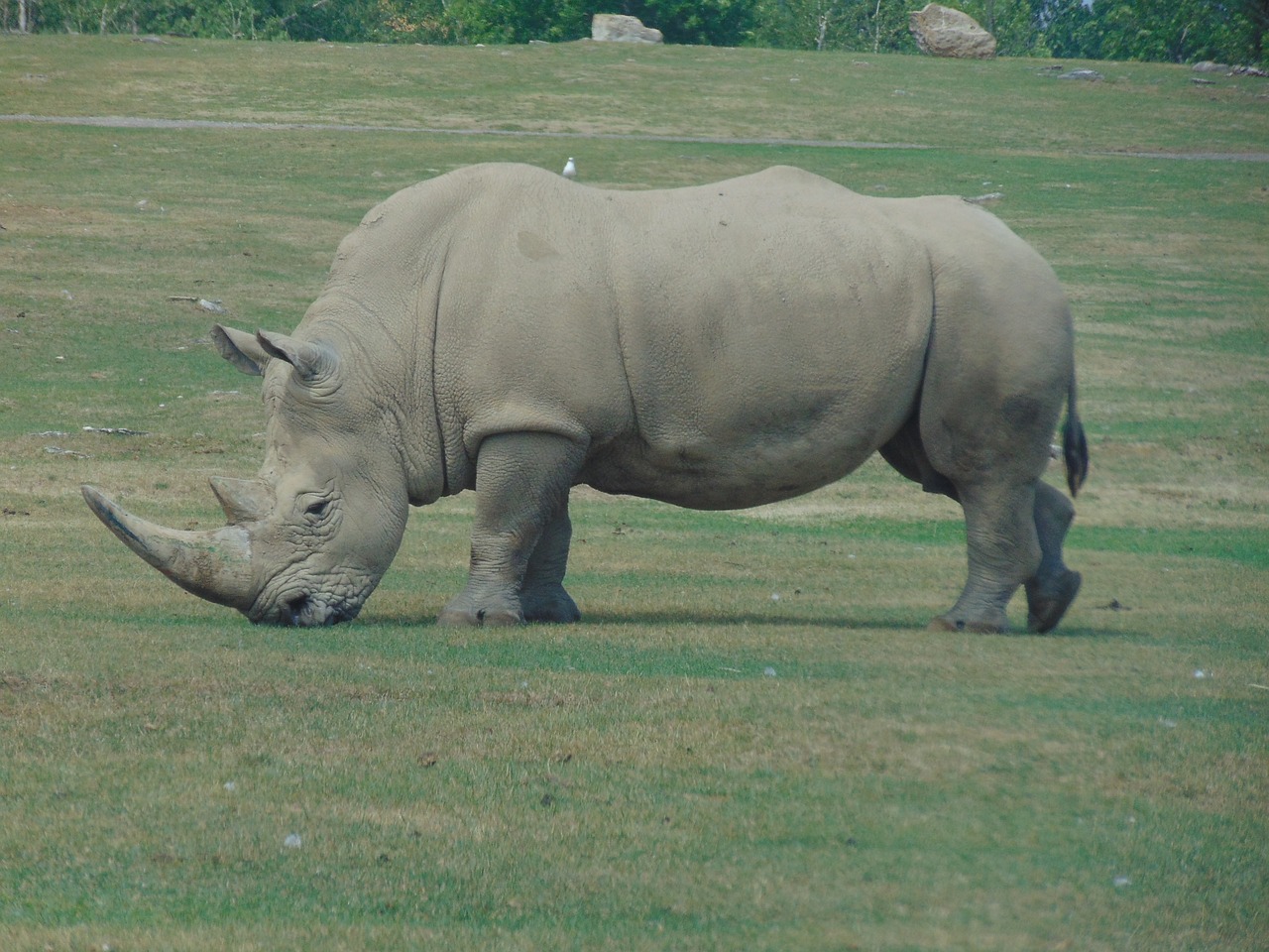 wild animal africa horns free photo