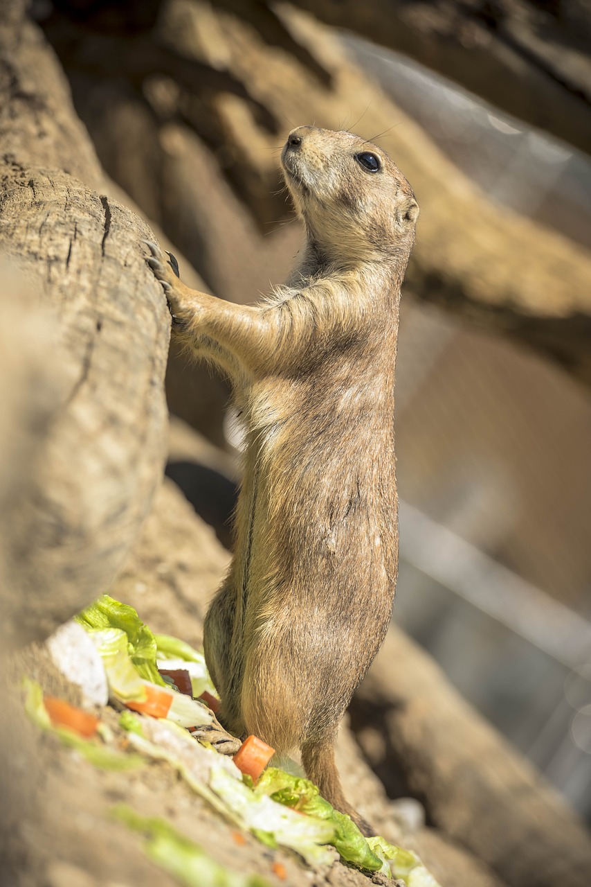 wild animal  prairie dog  wilderness free photo