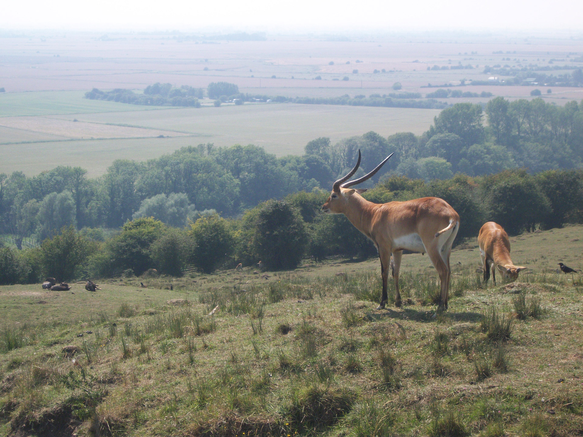 wild animal wildlife grazing free photo