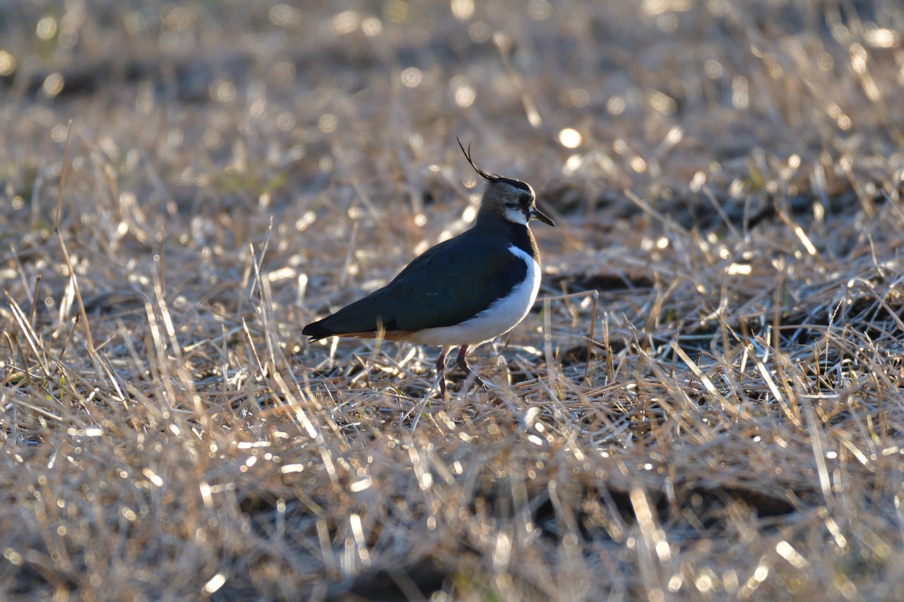 wild animals natural bird free photo