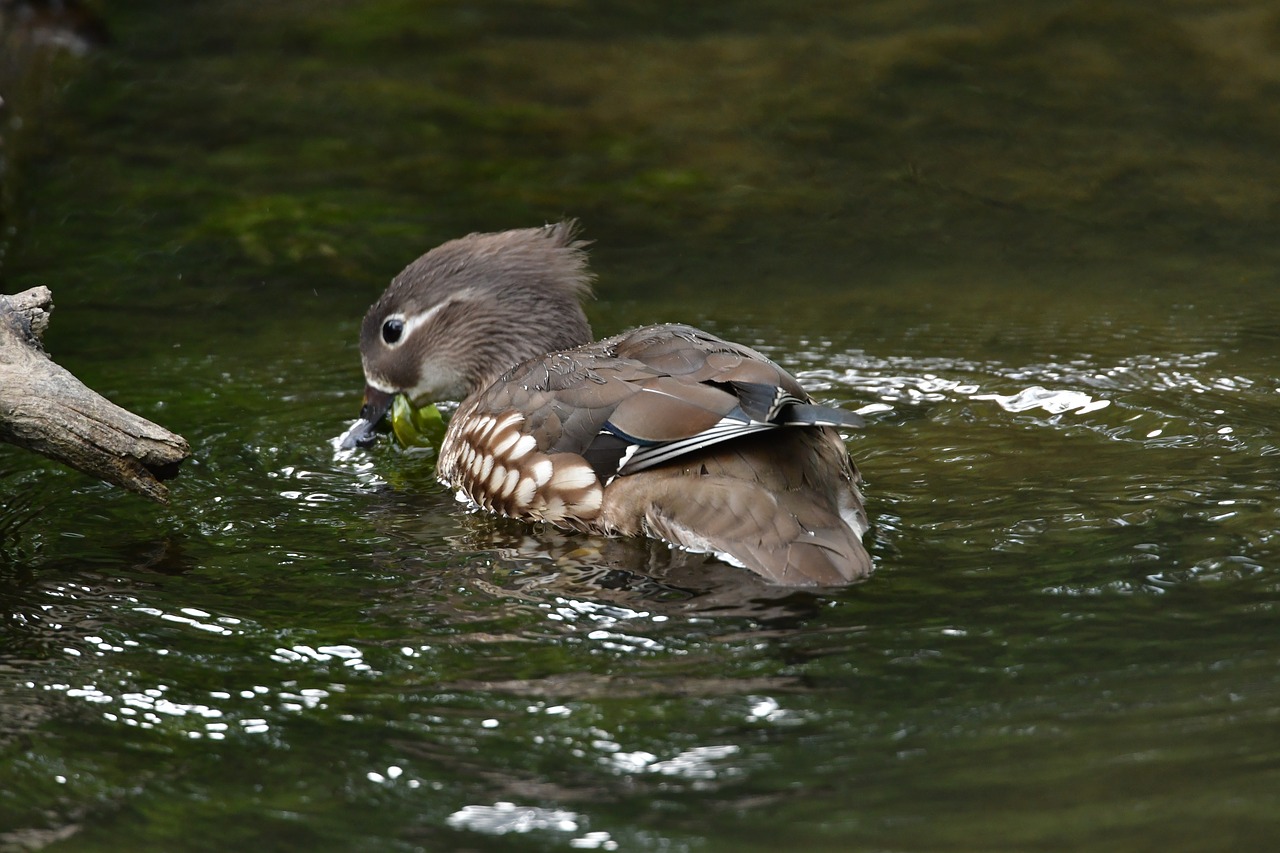 wild animals bird waters free photo