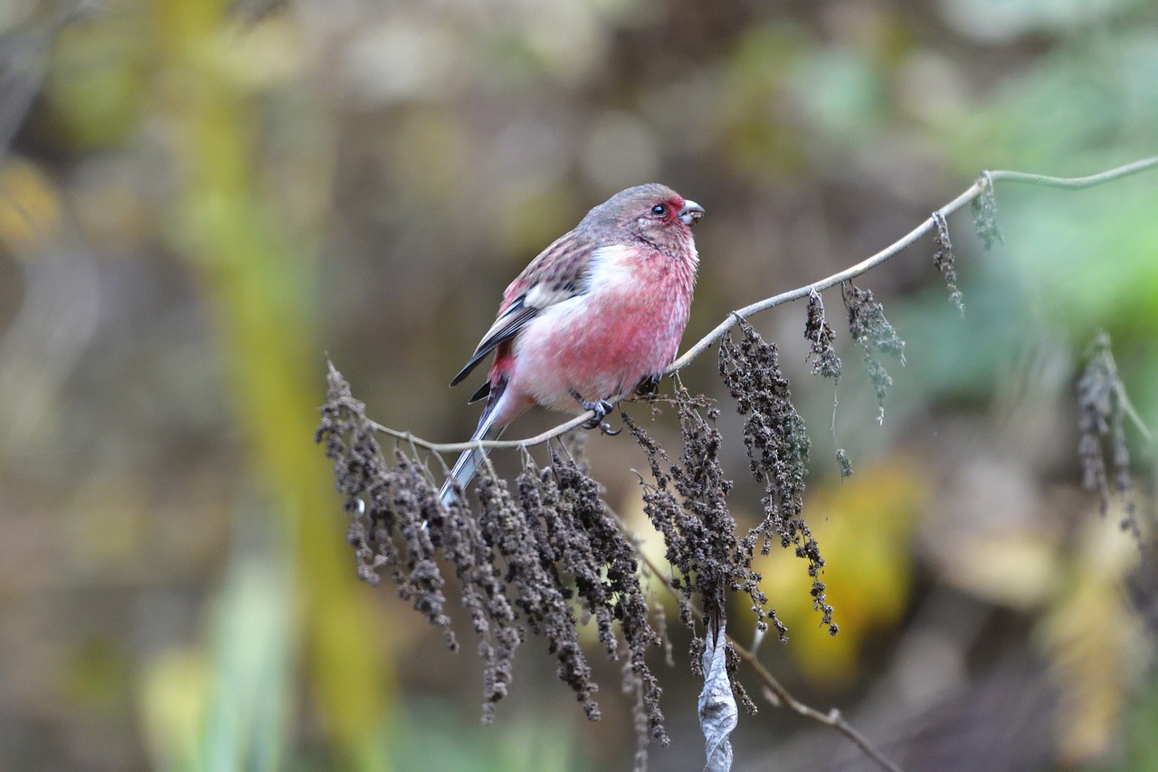 wild animals bird natural free photo