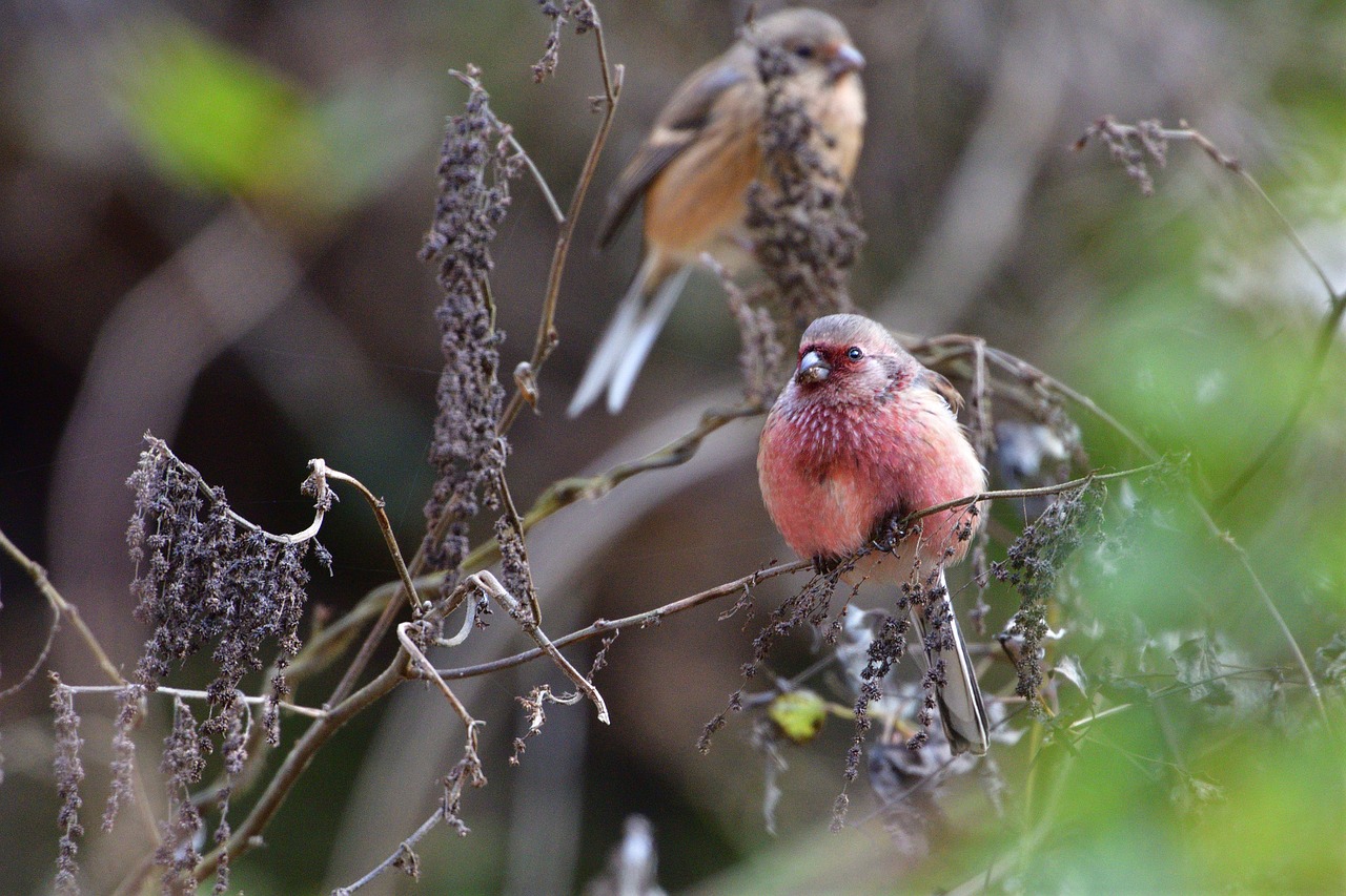 wild animals bird natural free photo