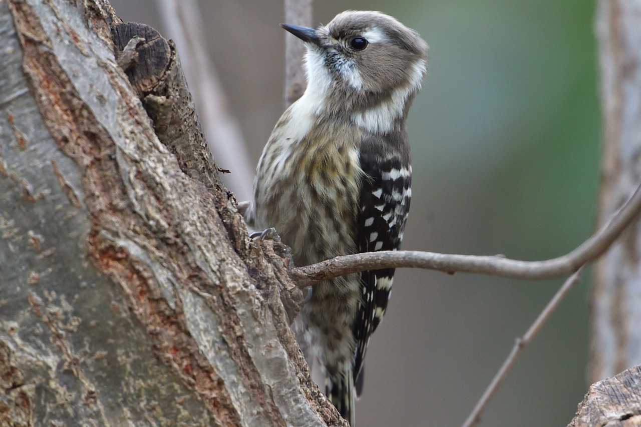 wild animals bird natural free photo