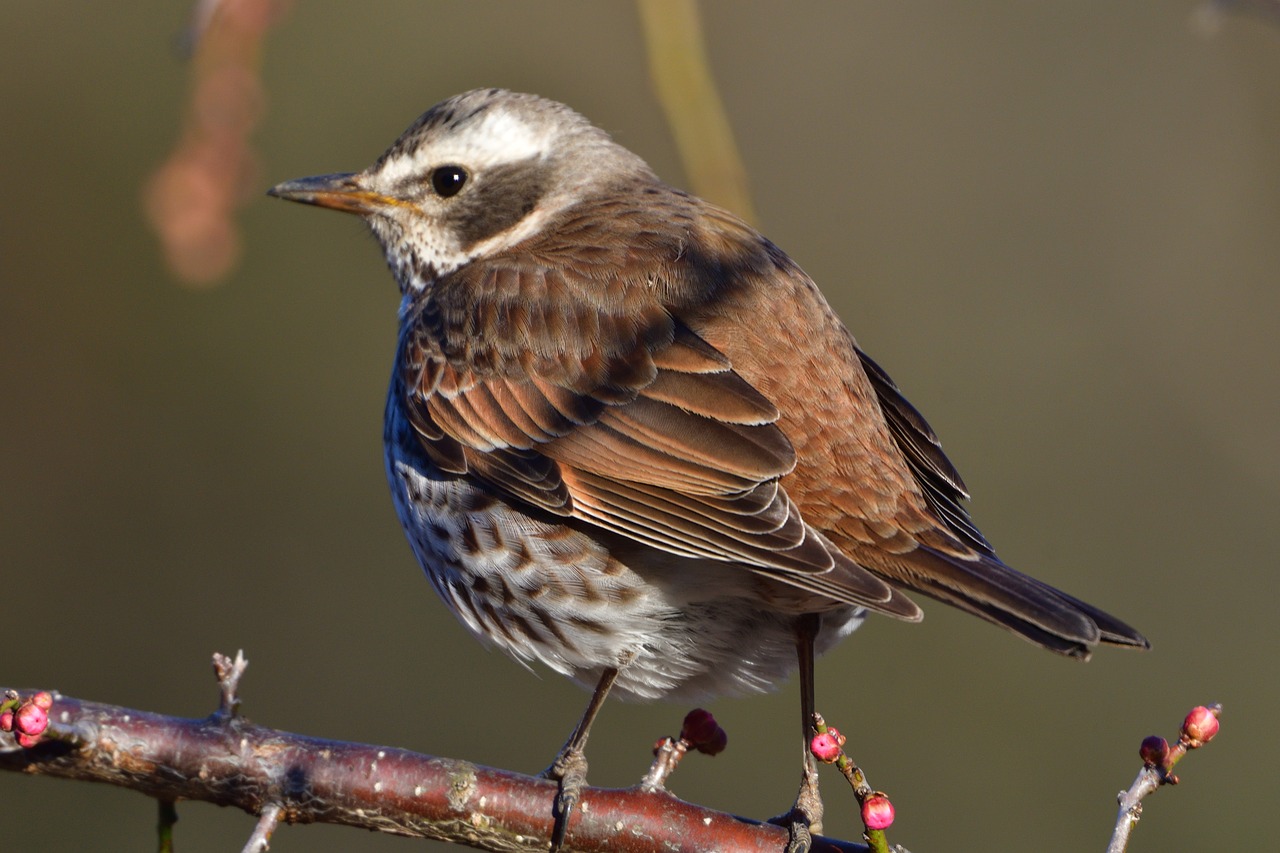 wild animals bird natural free photo