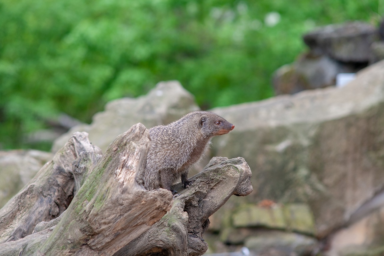 wild animals  animal  zoo free photo