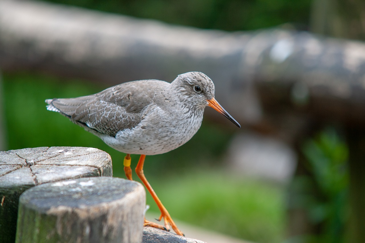 wild animals  animal  zoo free photo