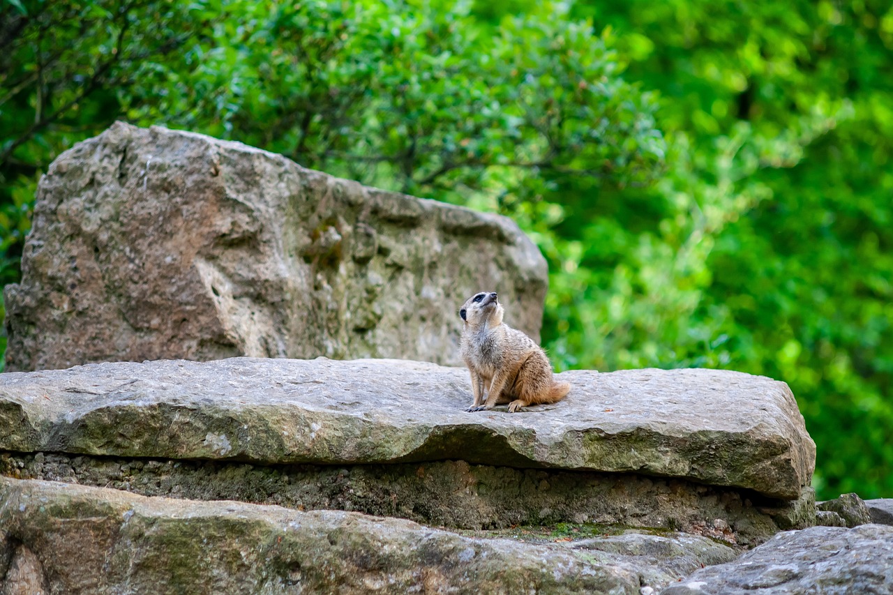 wild animals  animal  zoo free photo