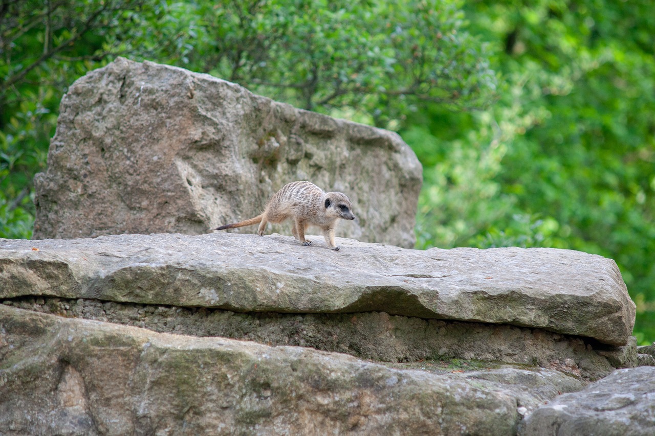 wild animals  animal  zoo free photo