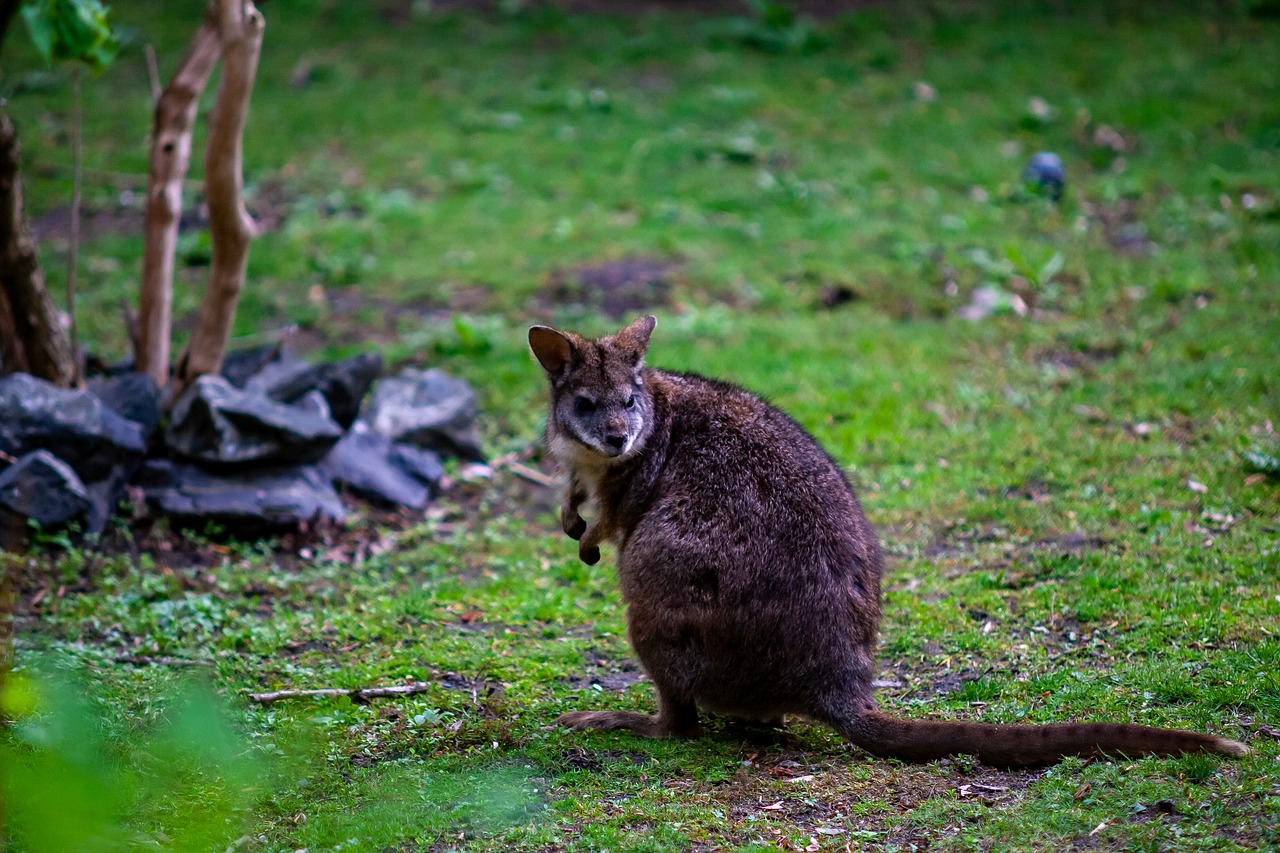 wild animals  animal  zoo free photo