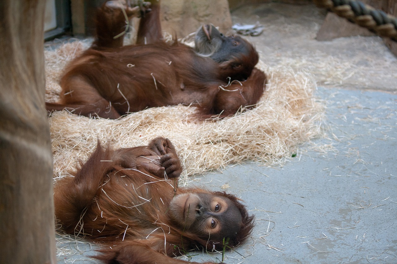 wild animals  animal  zoo free photo