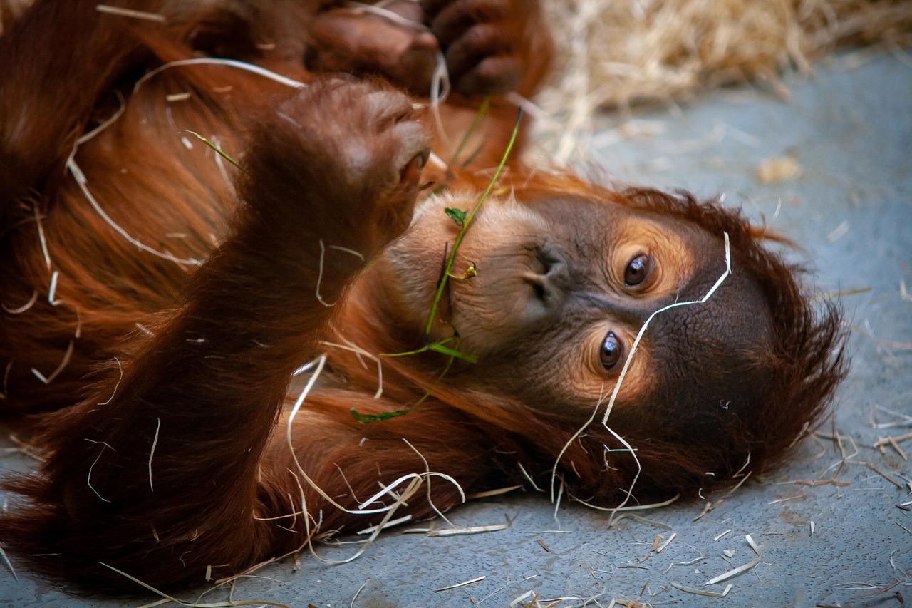 wild animals  animal  zoo free photo