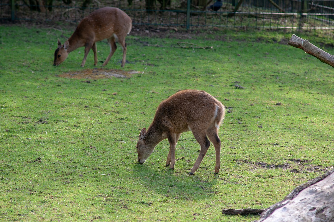 wild animals  animal  zoo free photo