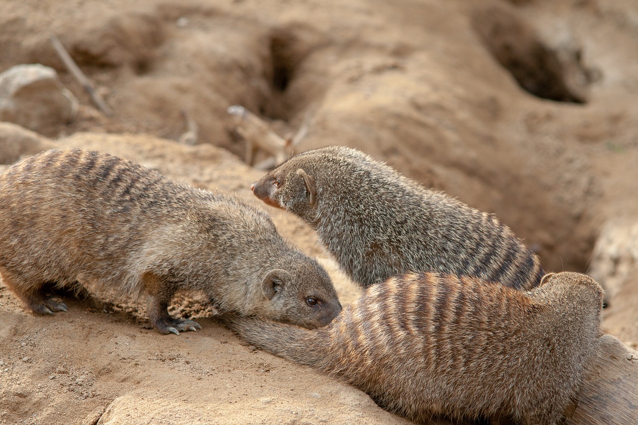 wild animals  animal  zoo free photo