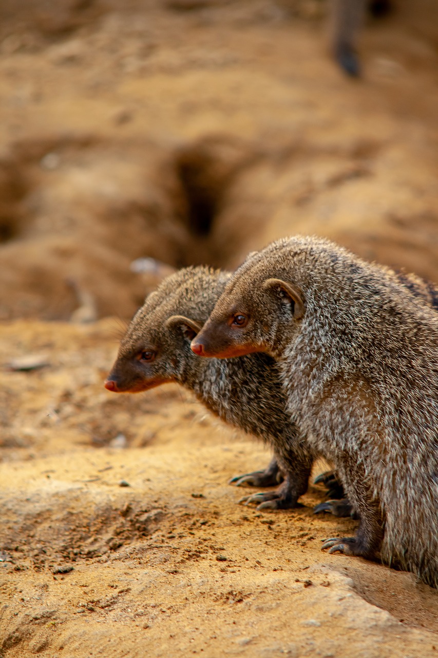 wild animals  animal  zoo free photo