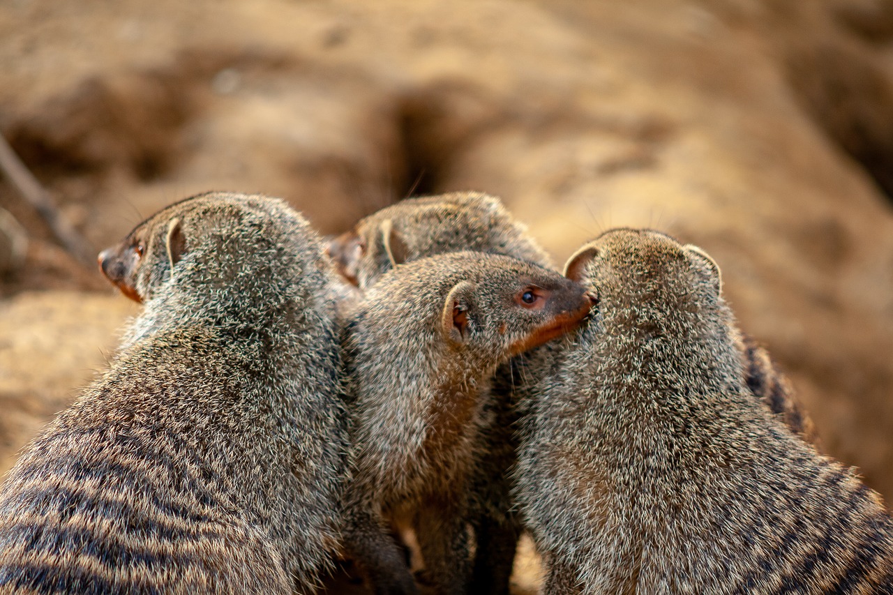 wild animals  animal  zoo free photo