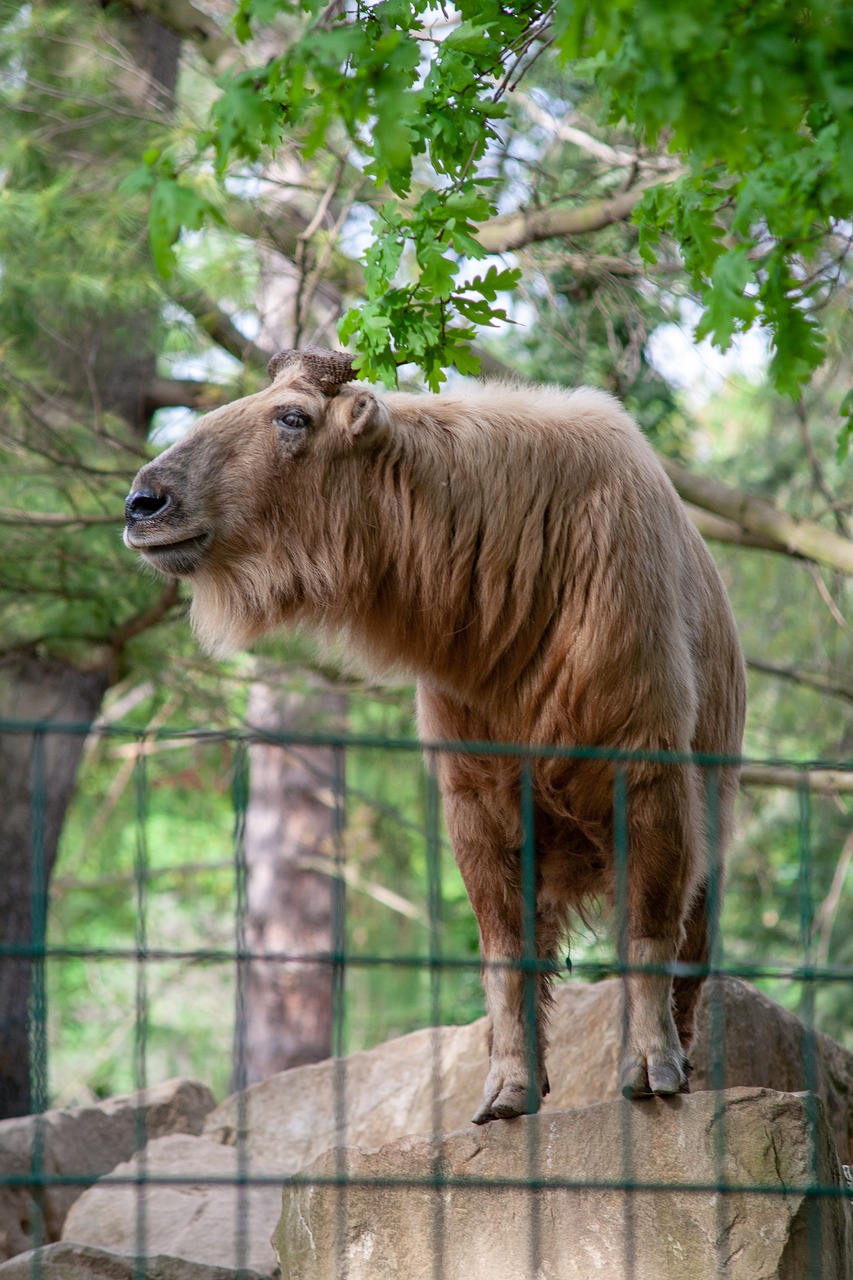 wild animals  animal  zoo free photo