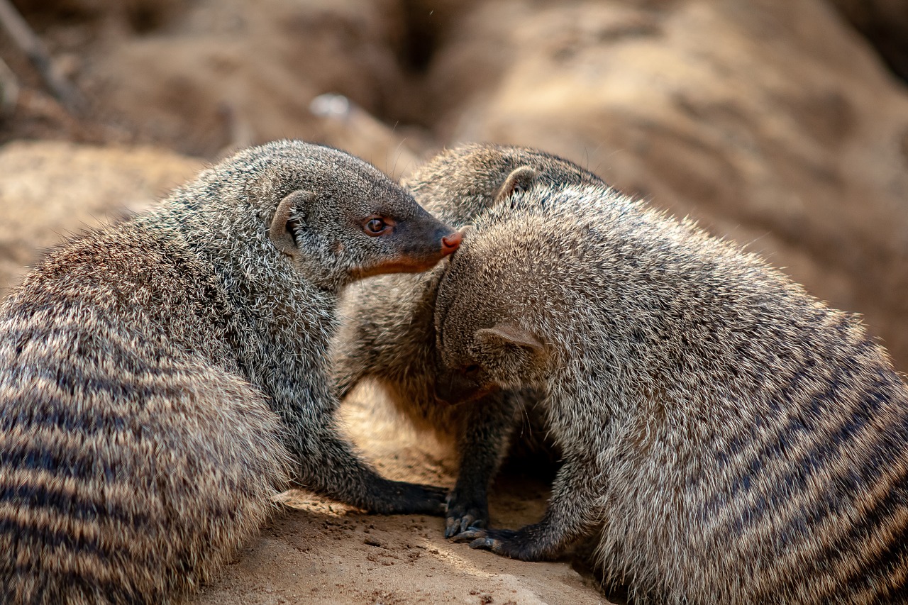 wild animals  animal  zoo free photo