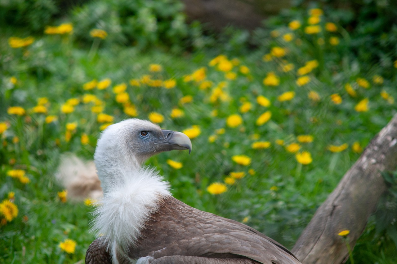 wild animals  animal  zoo free photo