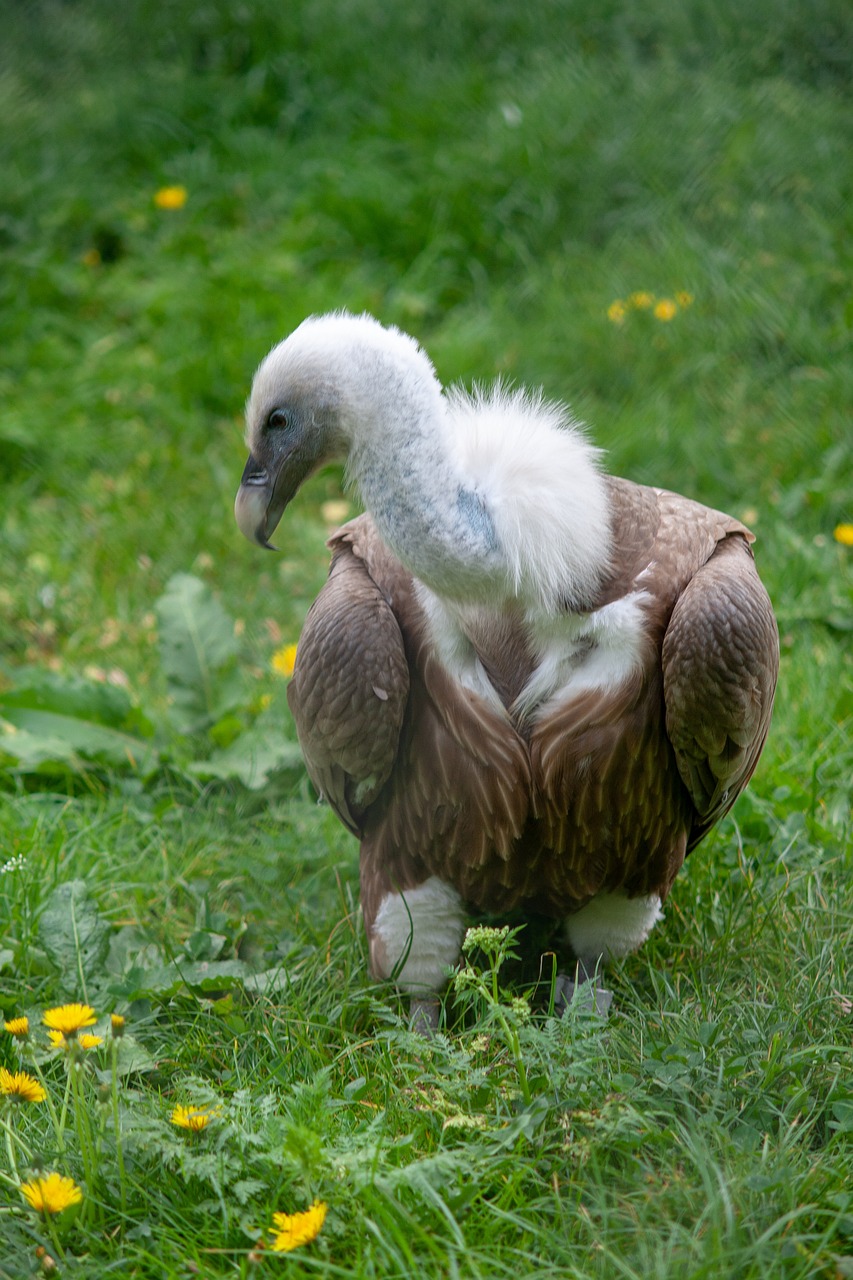 wild animals  animal  zoo free photo