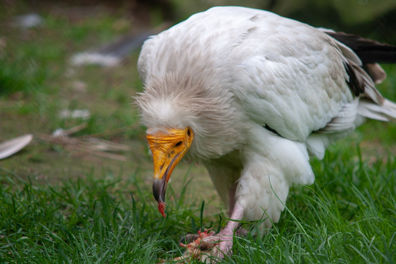 wild animals  animal  zoo free photo