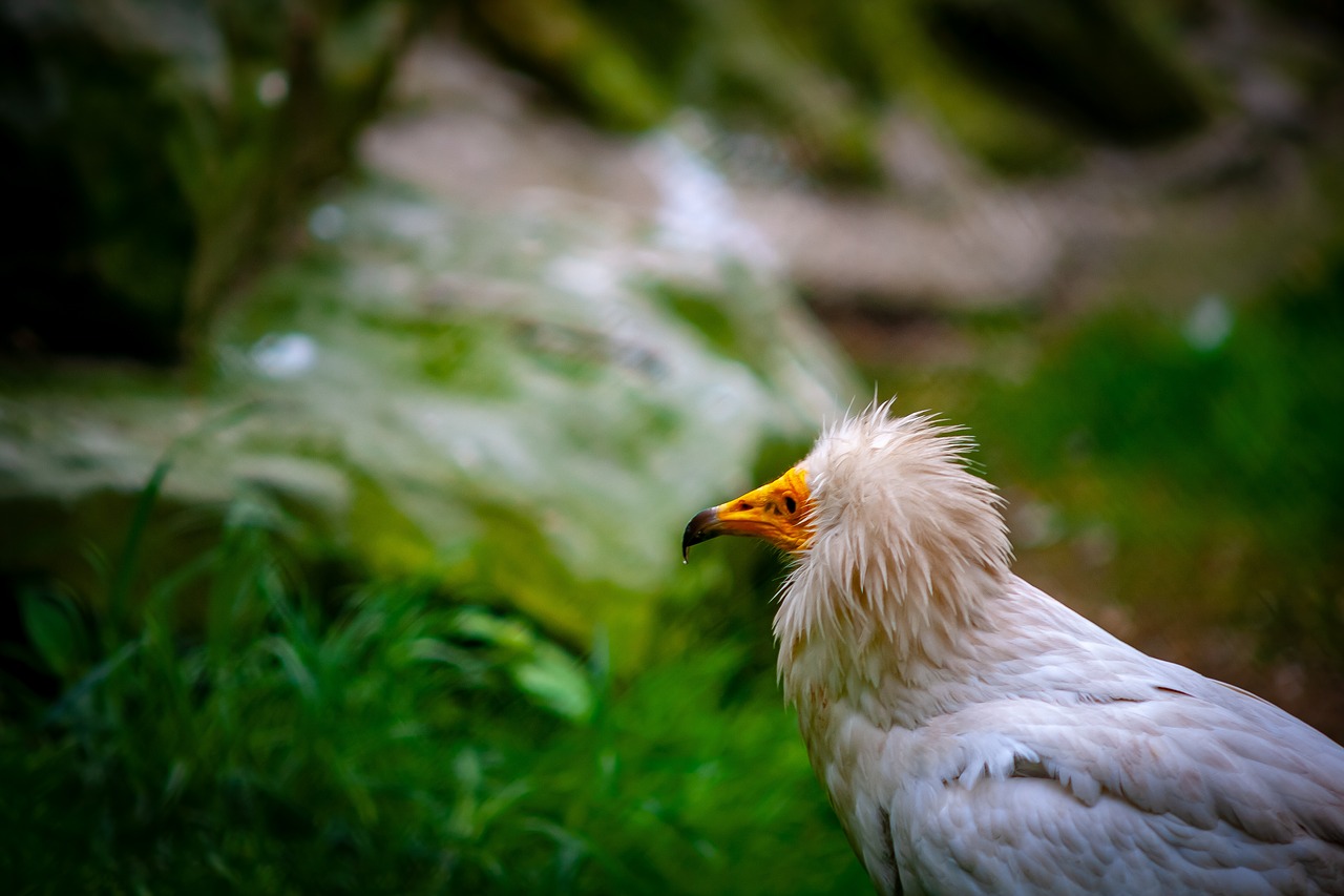 wild animals  animal  zoo free photo