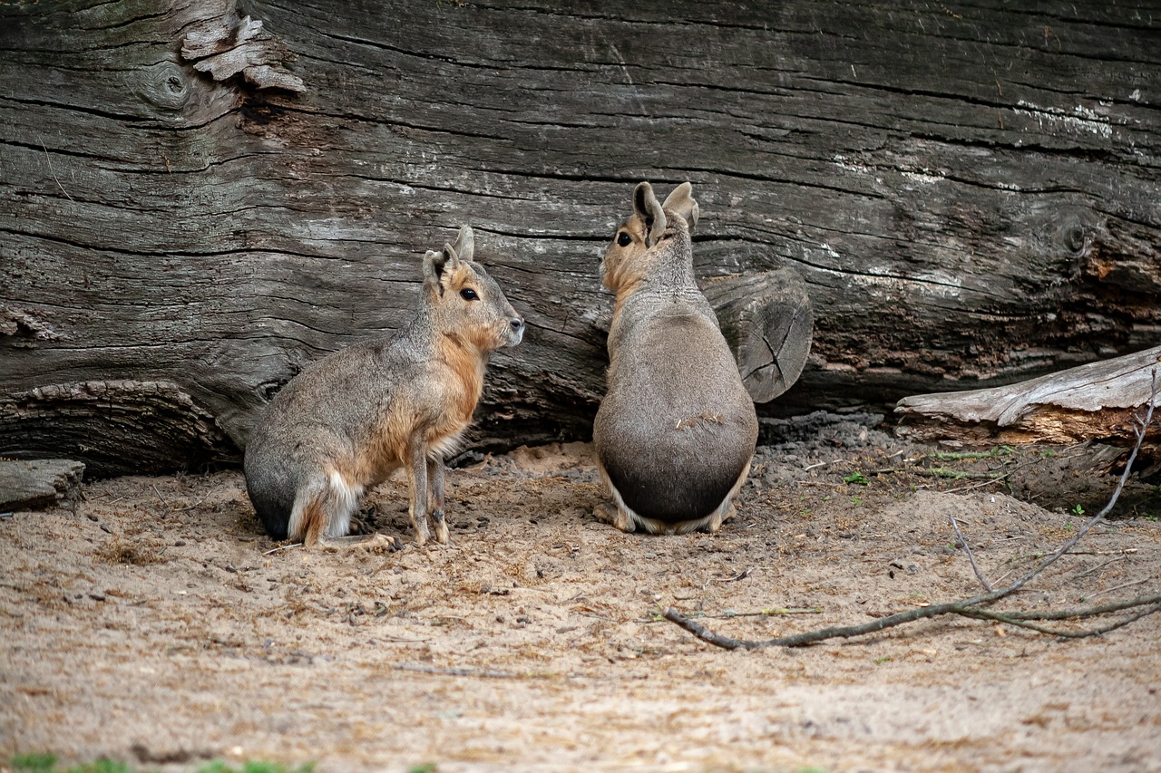 wild animals  animal  zoo free photo