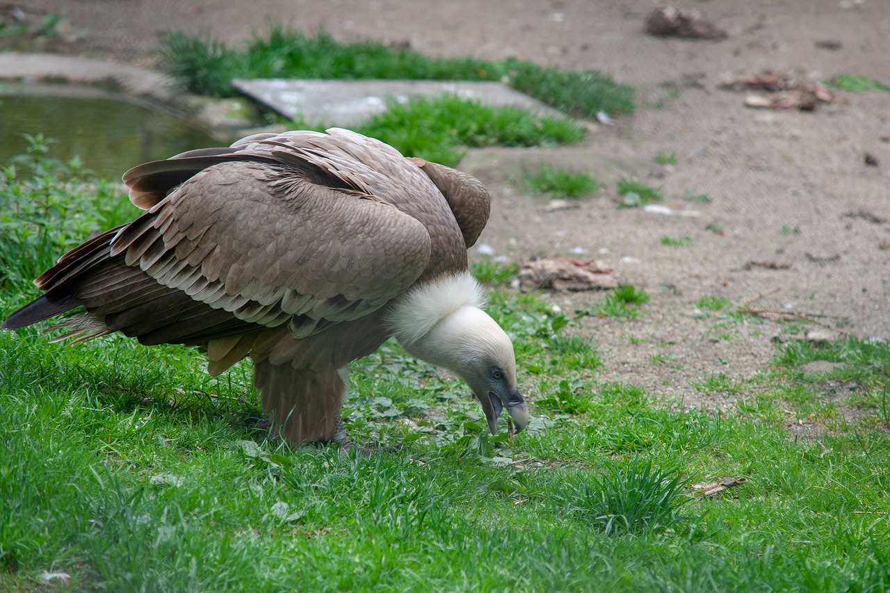 wild animals  animal  zoo free photo