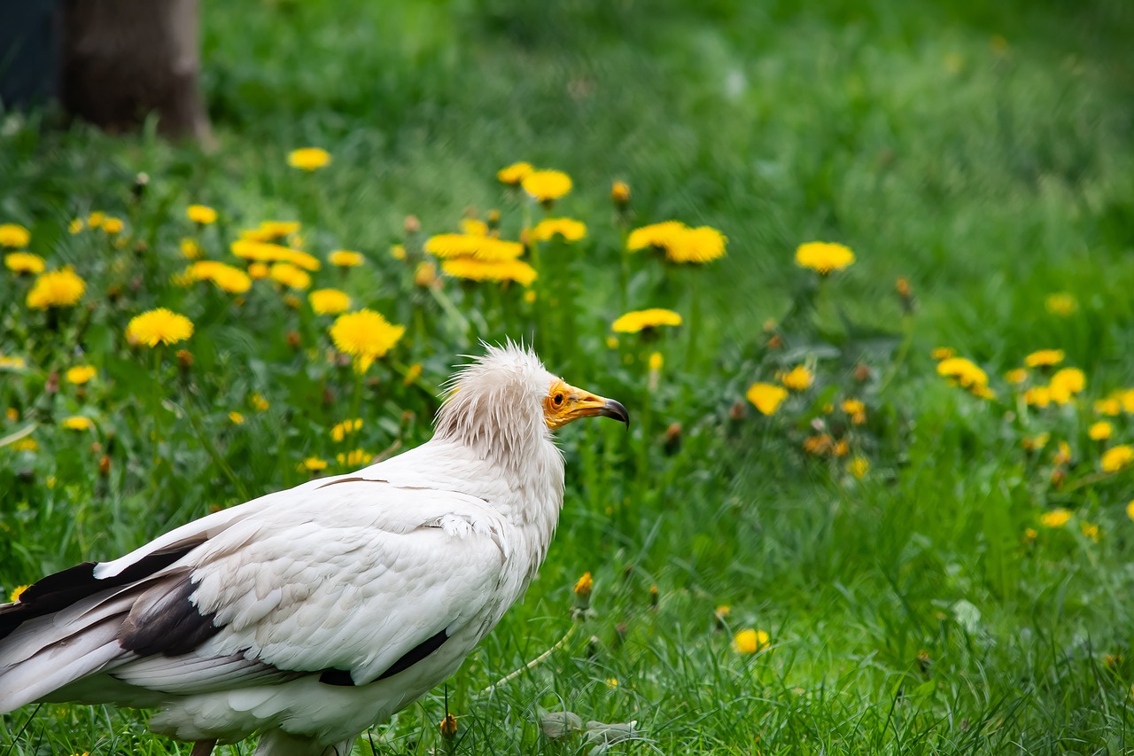 wild animals  animal  zoo free photo