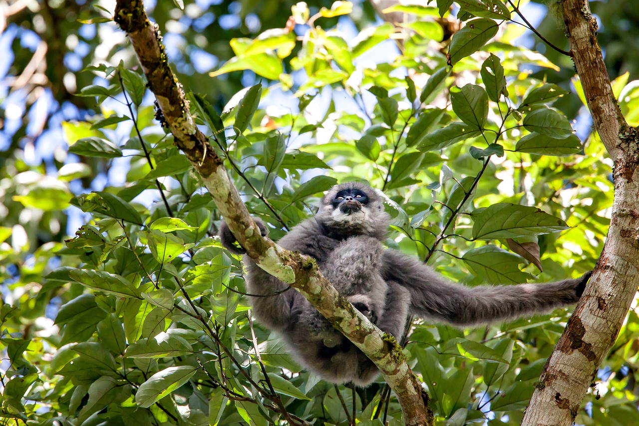 wild animals  javan gibbon  monkey free photo