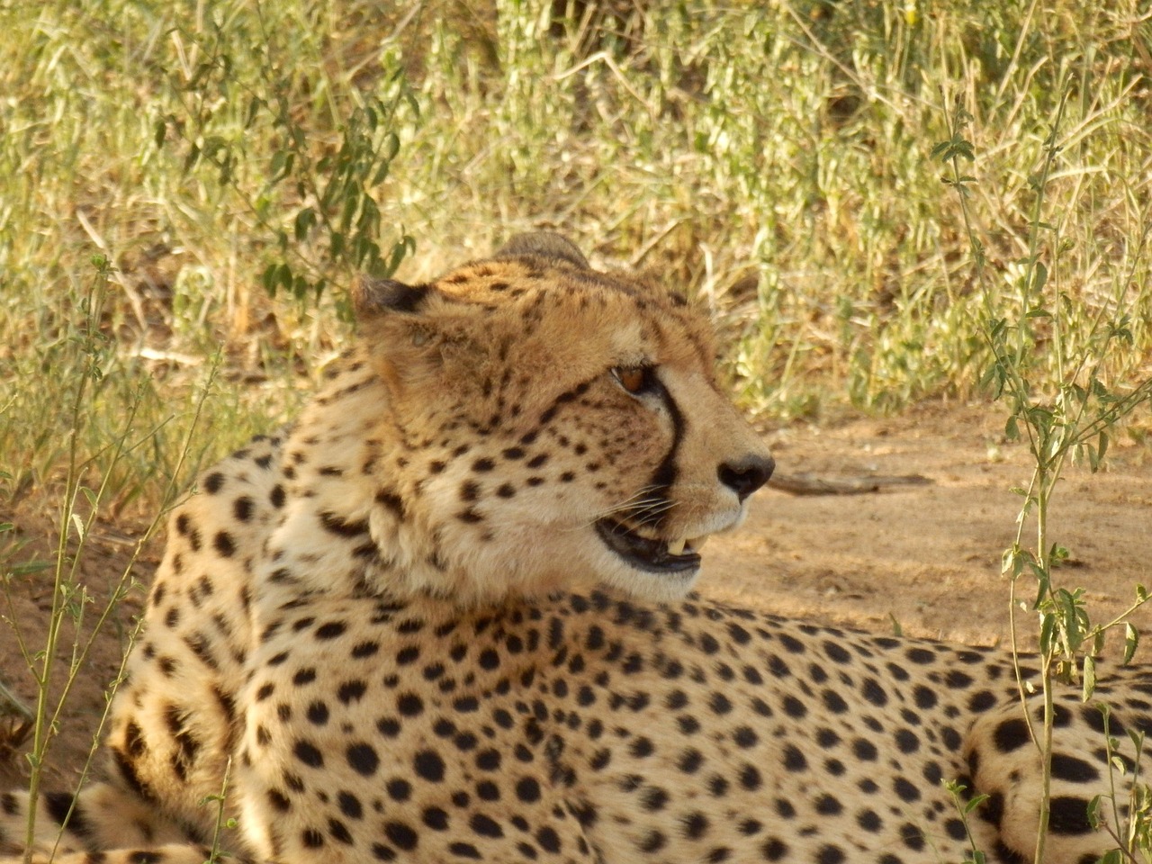 wild animals africa guepard free photo