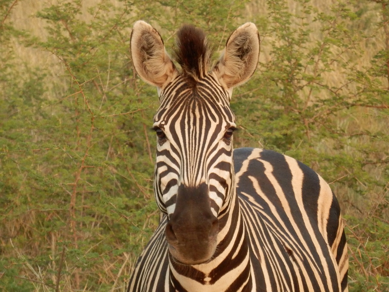 wild animals africa zebra free photo
